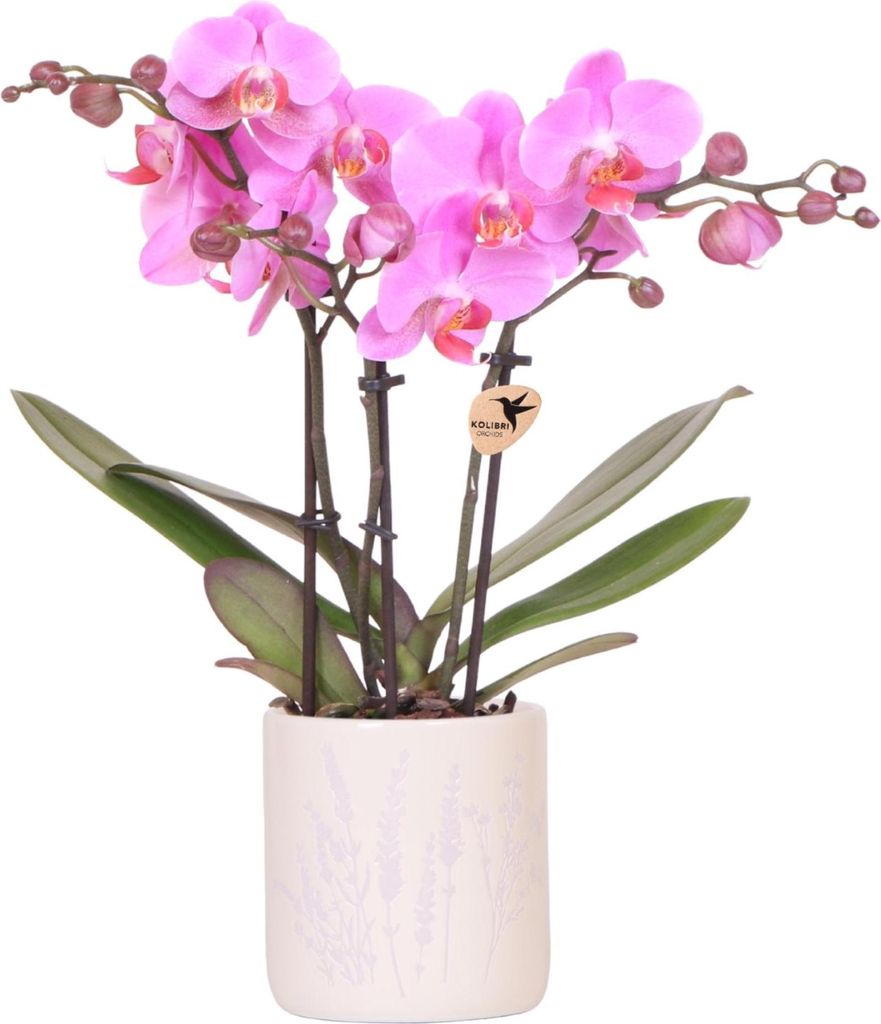 Kolibri Orchids | Rosa Orchidee Frederikstad + Floral Ziertopf Lavendel – Topfgröße Ø9cm | Blühende Zimmerpflanze – Frisch vom Züchter