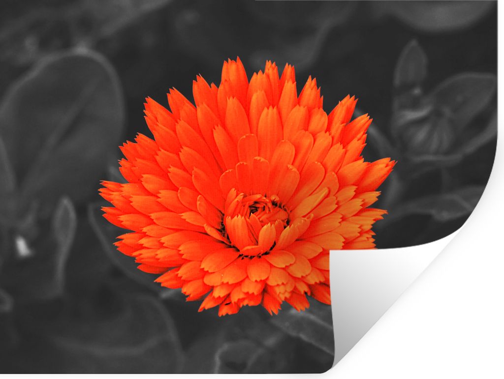 MuchoWow Wandtattoo Wandsticker Wandaufkleber Blumen - Orange - Schwarz - Weiß 80x60 cm Selbstklebend und Repositionierbar - Faltenfrei