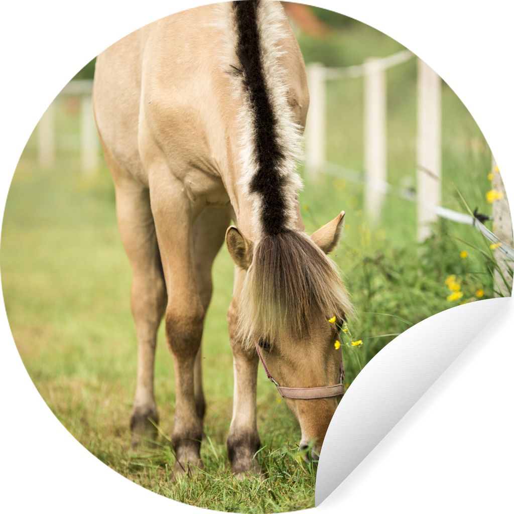 MuchoWow Runde Wandtattoo - Wandsticker Tapete Aufkleber Porträt eines Fjordpferdes auf einer Wiese Ø 50 cm Selbstklebend und Repositionierbar ...
