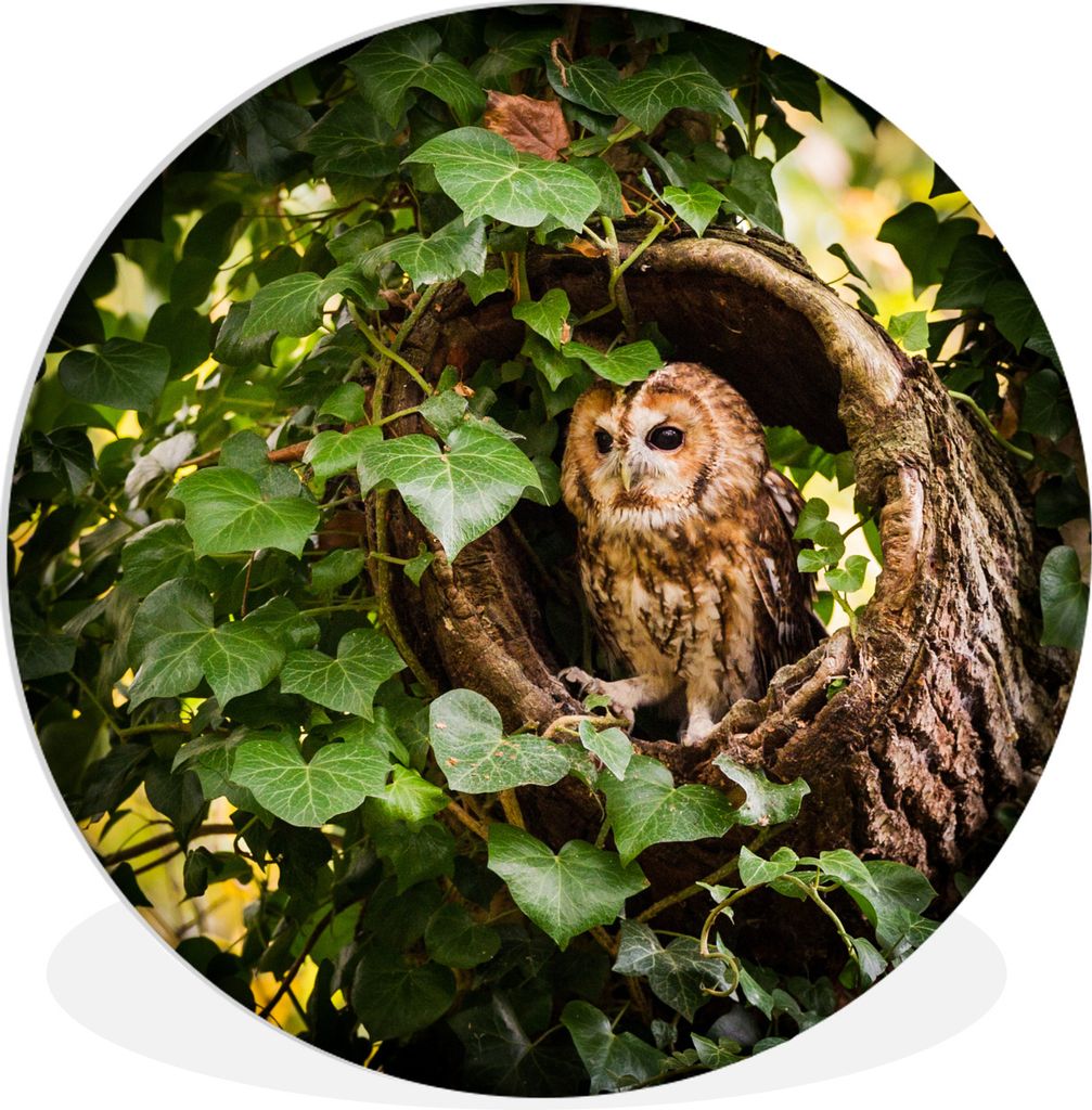 MuchoWow Rundes Wandbild - Runde Bilder Ein Waldkauz in einem Baumstamm Ø 60 cm Kreis Wanddekoration Kunststoff - Wandkreis - Wandschmuck - Wand...