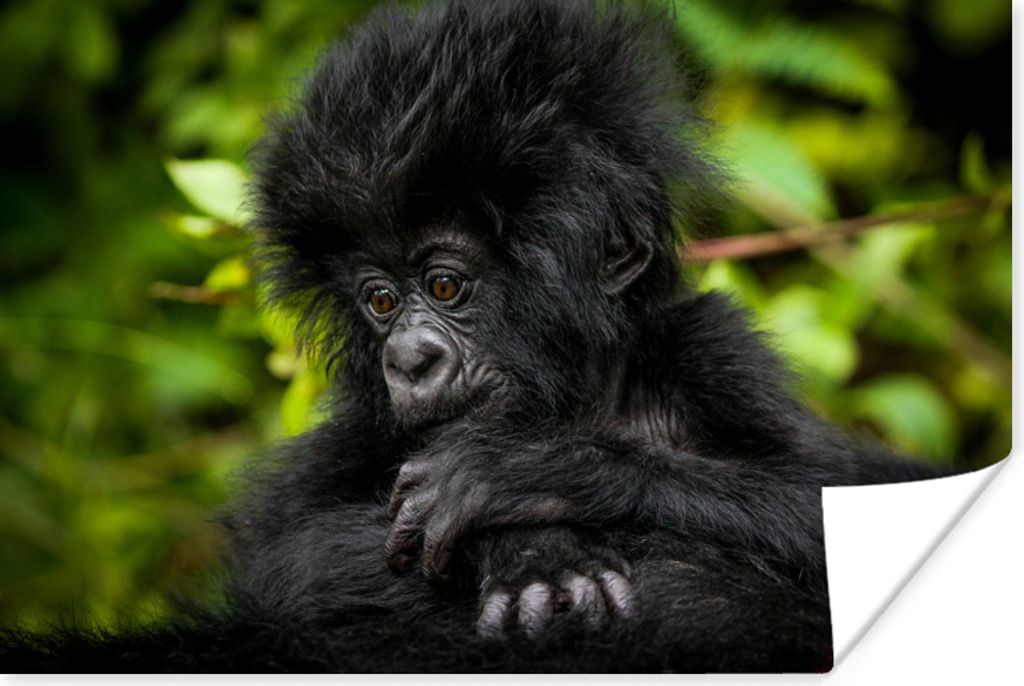 MuchoWow Poster Nahaufnahme eines jungen Gorillas 30x20 cm - Plakate - Print