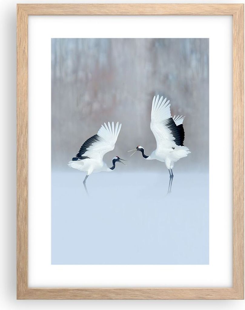 Gerahmtes Poster - Rahmen in heller Eiche - Kraniche kämpfen tanzen - 30x40 cm - Wand Bild - Wanddeko - Wandbilder - Kunstposter - Wandposter - Bi...