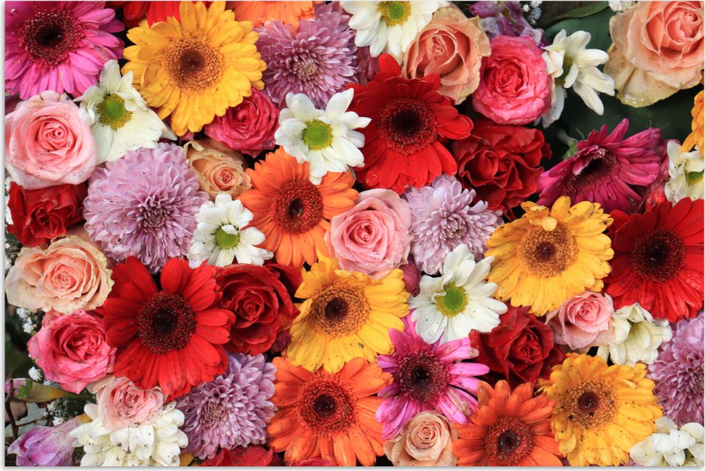 MuchoWow Poster Blumen - Farben - Gerbera - Rosen 180x120 cm - Fotoplakat