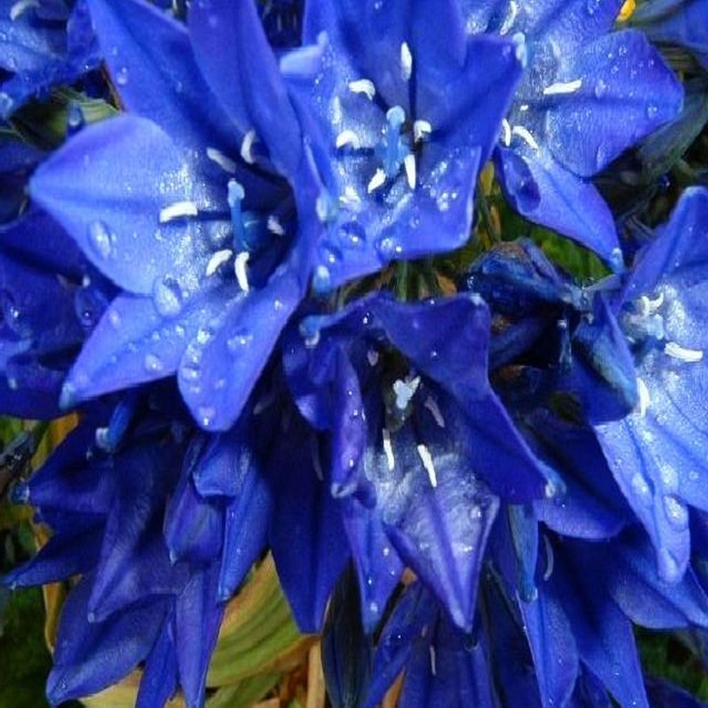 Hyazinthe Blumenzwiebeln Zwiebeln Blumen Brodiaea Queen Fabiola 10 St.
