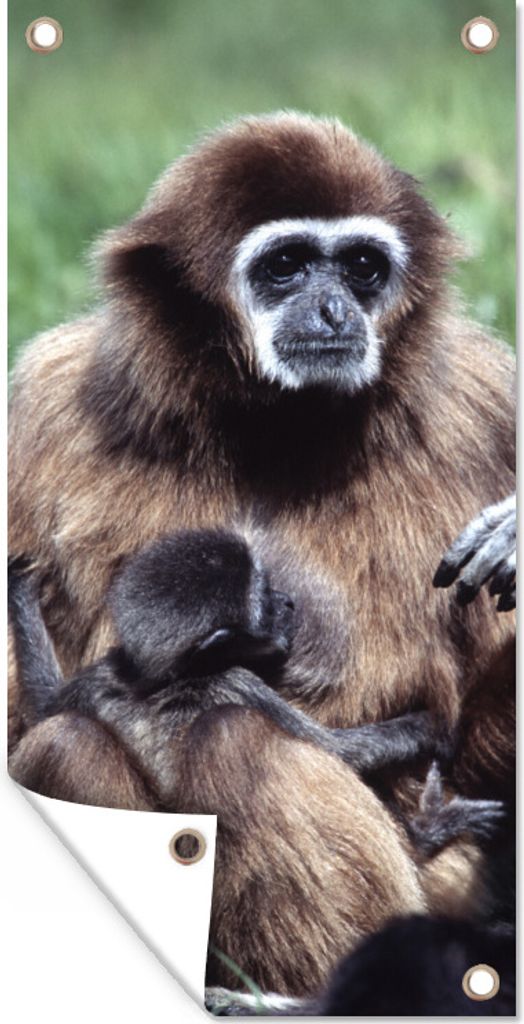 MuchoWow 80x160 cm Outdoor-Poster Gartendeko Sichtschutz Garten Poster für den Garten Affe - Pflanzen - Jung