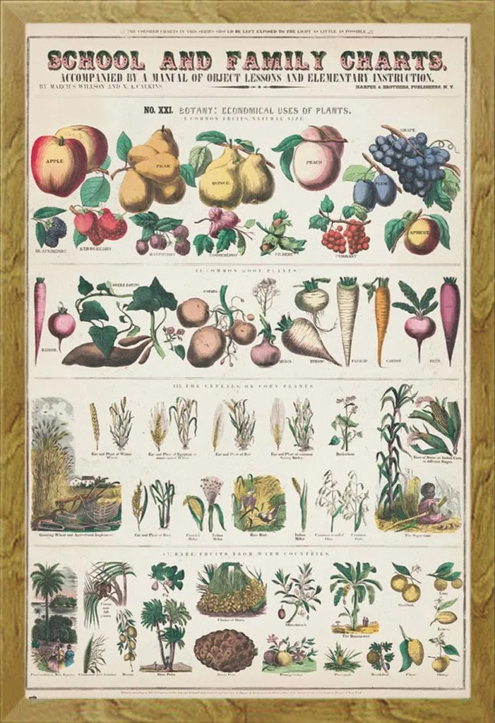 Didattica - Poster - Frutta e verdura + cornice rimovibile, Shinsuke® Maxi MDF oak, vetro acrilico
