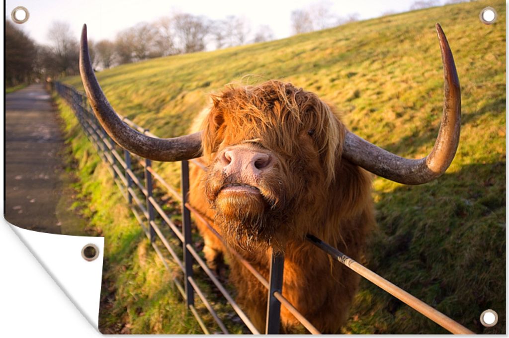 MuchoWow 90x60 cm Outdoor-Poster Gartendeko Sichtschutz Garten Poster für den Garten Scottish Highlander - Zaun - Gras
