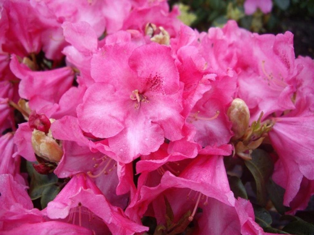 Rhododendron williamsianum Gartendirektor Glocker - Zwerg Rhododendron - 25-30cm