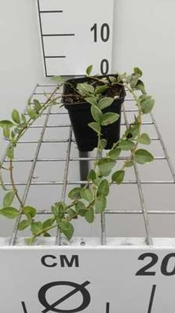 Vinca minor Argenteovariegata au feuillage persistant blanc et vert