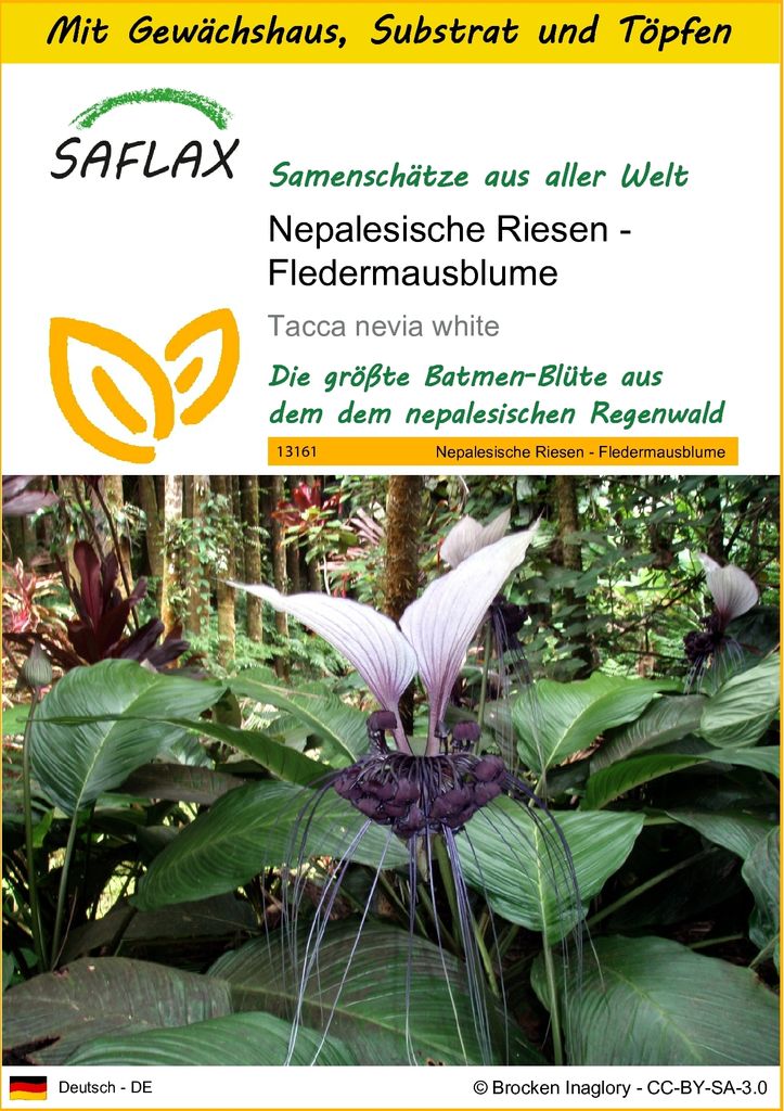SAFLAX Anzucht Set - Nepalesische Riesen - Fledermausblume - Tacca nevia white - 10 Samen - Mit Mini-Gewächshaus, Anzuchtsubstrat und 2 Töpfen