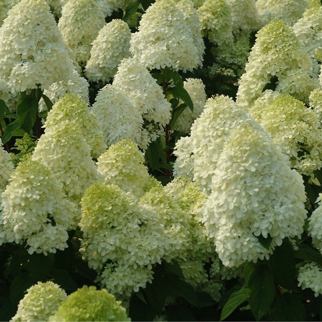 Hortensie - Hydrangea paniculata 'Limelight' | 60-80 cm in Container