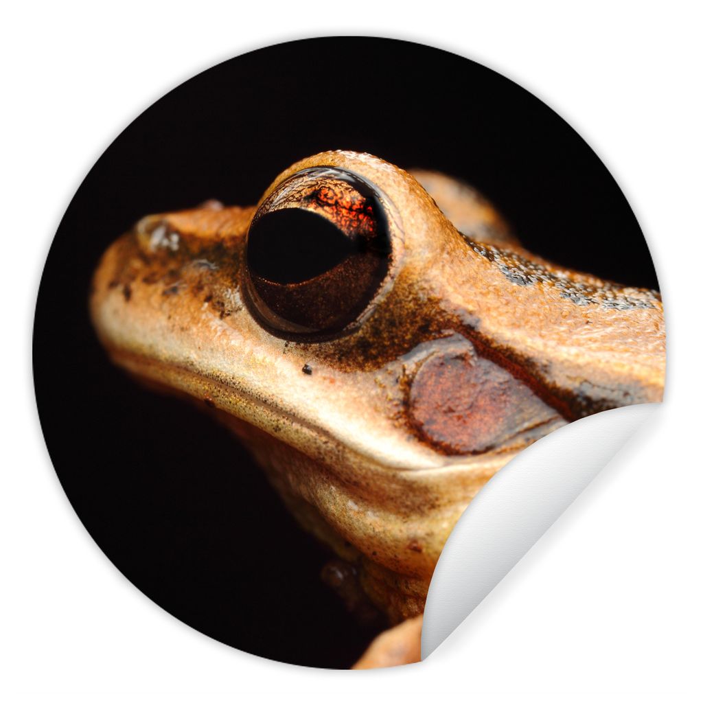 MuchoWow Runde Wandtattoo - Wandsticker Tapete Aufkleber Frosch - Auge - Schwarz Ø 100 cm Selbstklebend und Repositionierbar - Wandaufkleber - K...