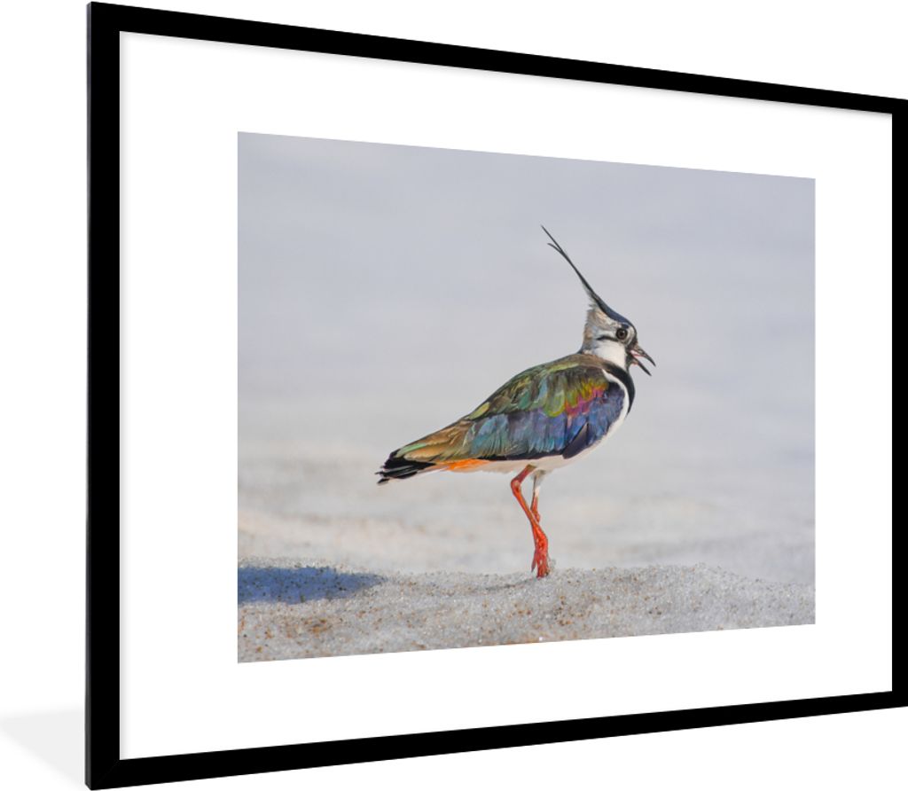 MuchoWow Gerahmtes Poster Vogel - Tiere - Sand - Kiebitz 80x60 cm - Poster mit Schwarzem Bilderrahmen Wandposter Rahmen Foto Bilder - Schlafzimme...
