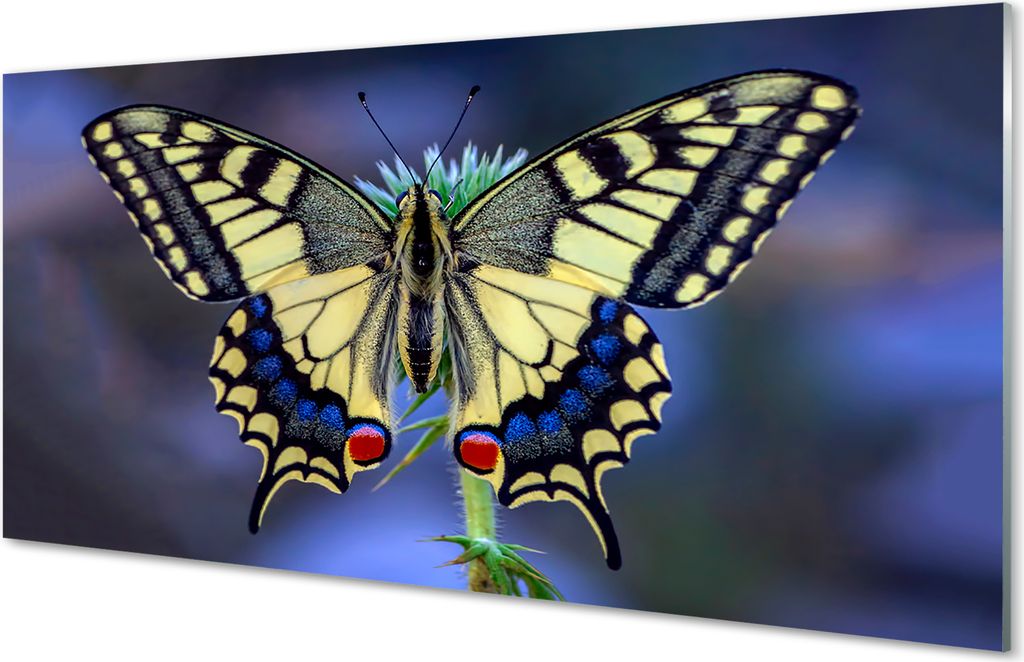 Glasbilder 100x50 Wandkunst Schmetterling auf einer Blume