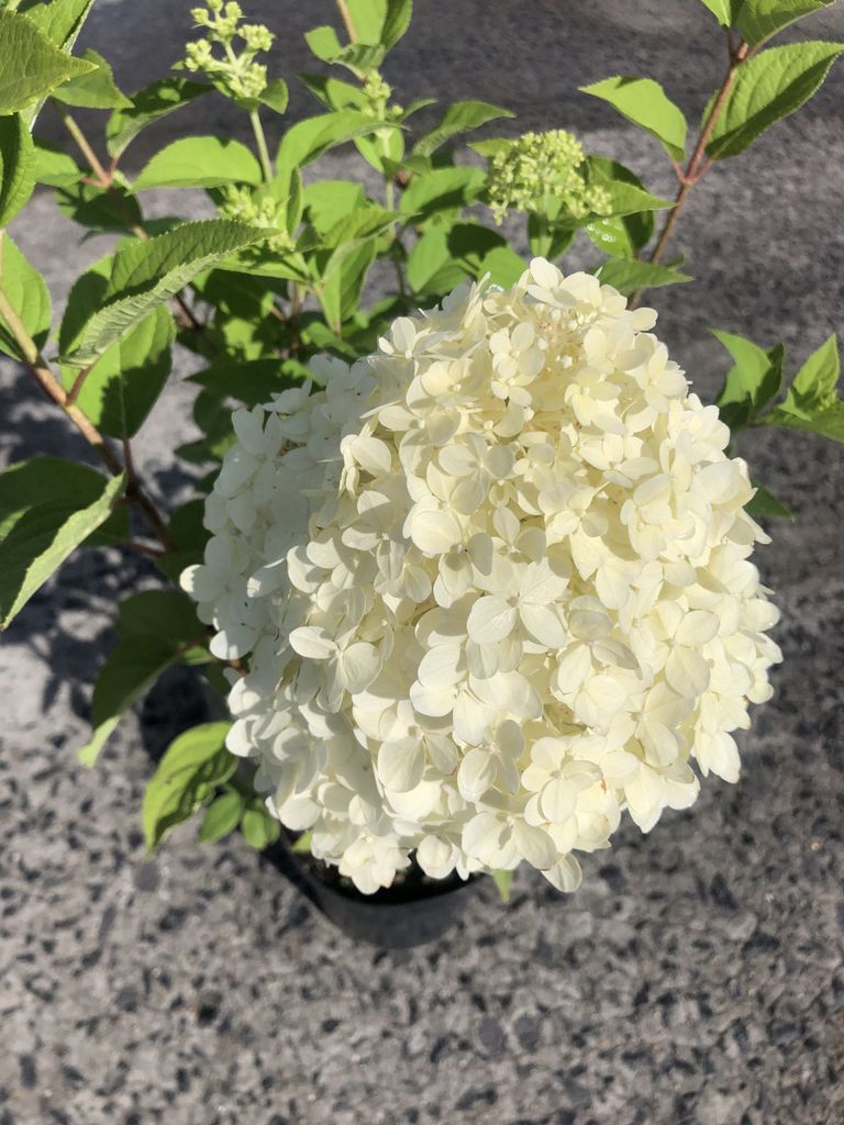 Hydrangea Paniculata 'Limelight' - Hortensien 40-50 cm Container