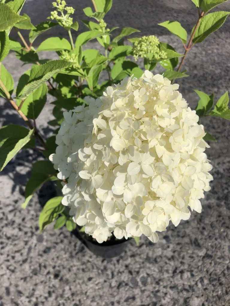 Hydrangea Limelight 40-50 cm - Hortensia résistant soleil et chaleur