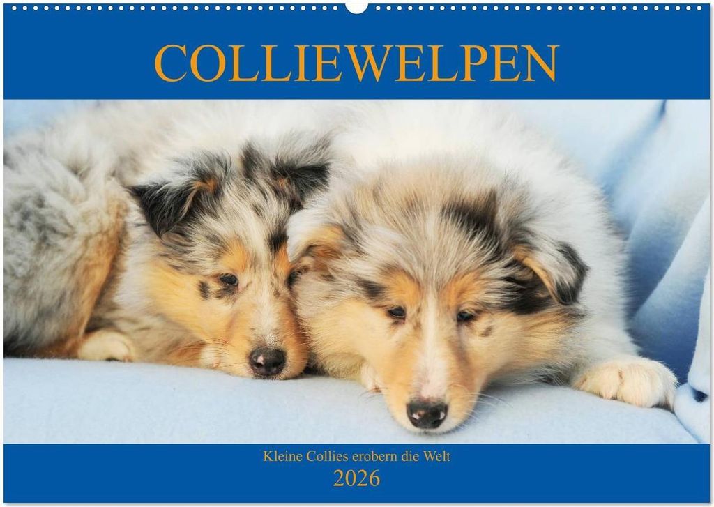 Colliewelpen - kleine Collies erobern die Welt (Wandkalender 2026 DIN A2 quer), CALVENDO Monatskalender