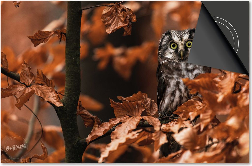 Induktionsschutz 81x52 - abdeckplatte Induktion matt- Dietrix Kochfeldschutz- Base - Herbst - Eule in Wald