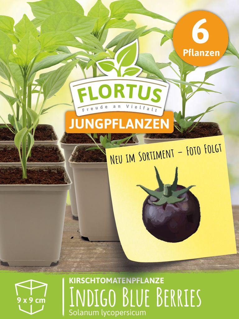 Kirschtomatenpflanze Indigo Blue Berries | Tomatenpflanzen von FLORTUS, Menge:3 Pflanzen