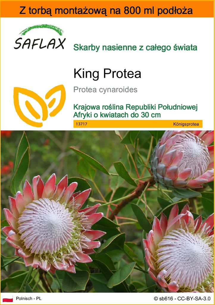 SAFLAX - Garden in the bag - King Protea - 5 Nasiona - Z Zdjęcie produktu 