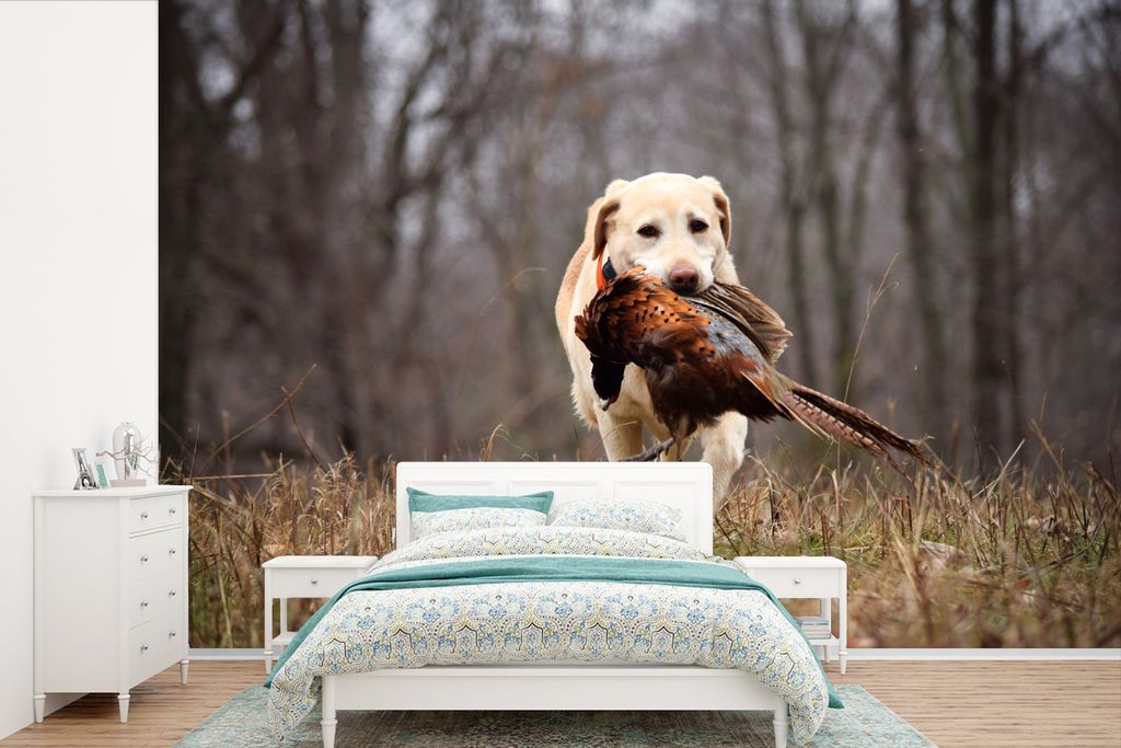 MuchoWow Fototapete für Wohnzimmer oder Schlafzimmer Wandtapete Vinyl Motivtapete Labrador fängt Fasan - 600x400 cm - Vinyltapeten