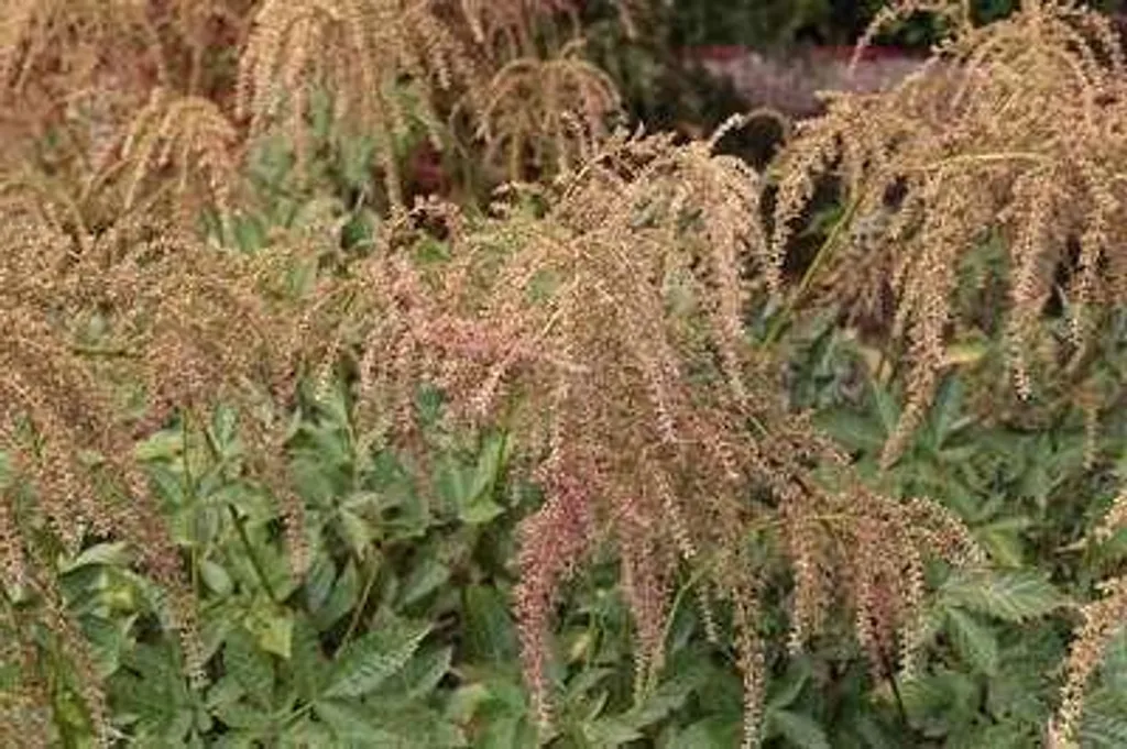 Aménager un coin d'ombre avec 6 Astilbes Straussenfeder en pots 9cm