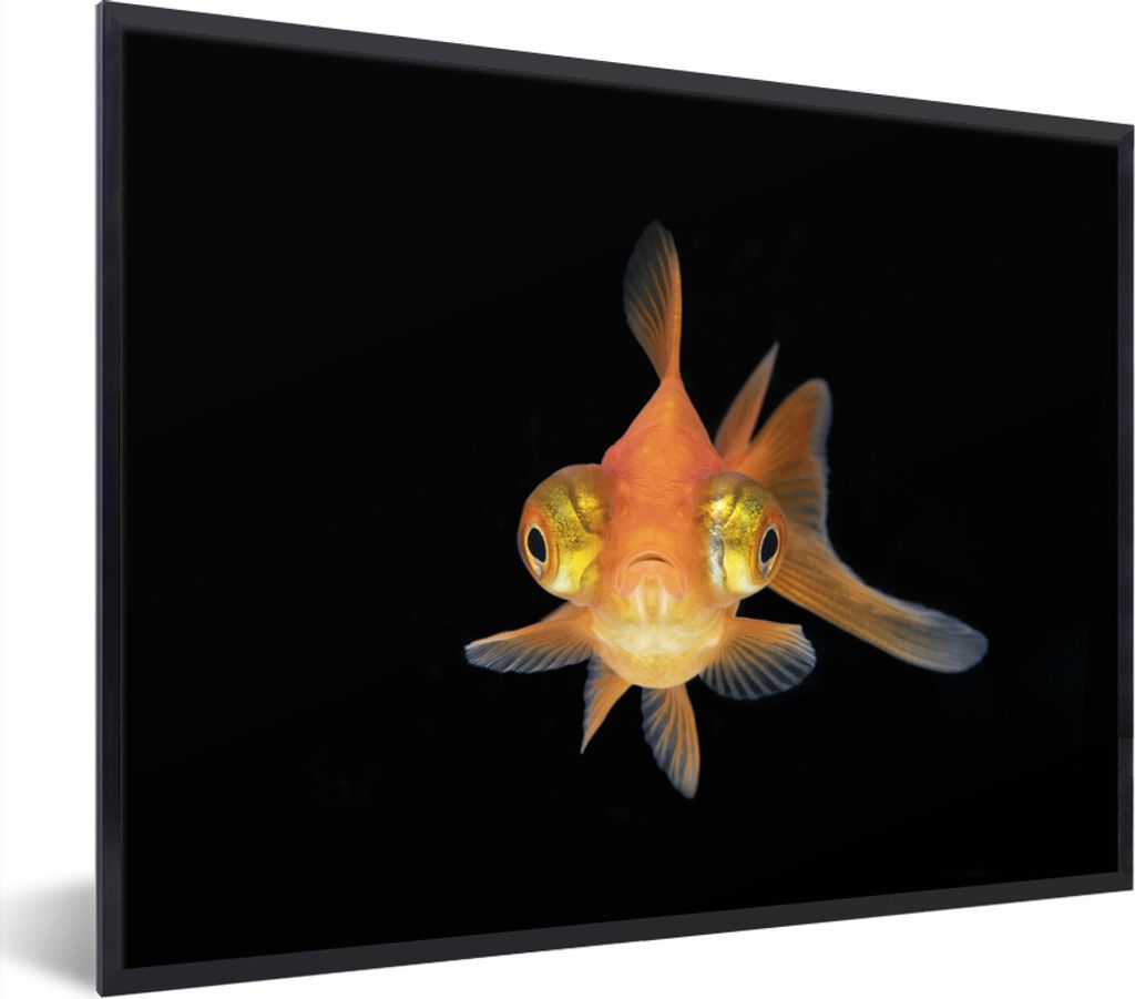 MuchoWow Gerahmtes Poster Goldfisch - Meerestiere - Augen 80x60 cm - Poster mit Schwarzem Bilderrahmen Wandposter Rahmen Foto Bilder - Schwarzem ...