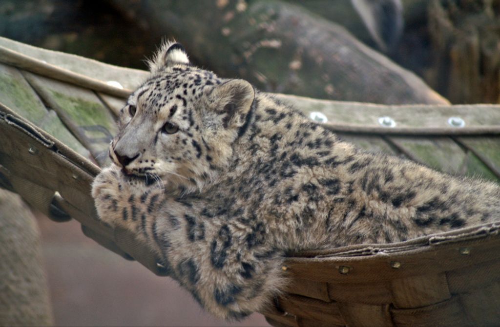 hansepuzzle 73171 - Leopard Puzzle, 500 Teile, Tierwelt, 46,0 x 30,0cm mit hochwertiger Aufbewahrung, Kartonbox und wiederverschließbarem Beutel