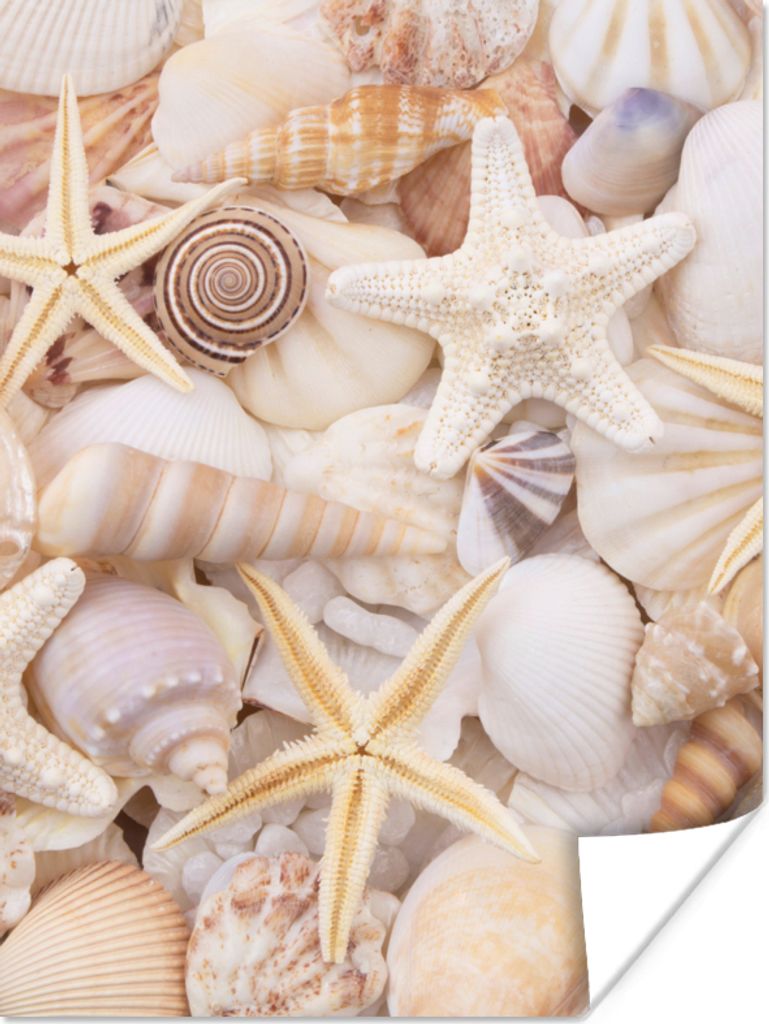 MuchoWow Poster Seestern - Muscheln - Strand - Sommer 60x80 cm - Schlafzimmer Dekoration