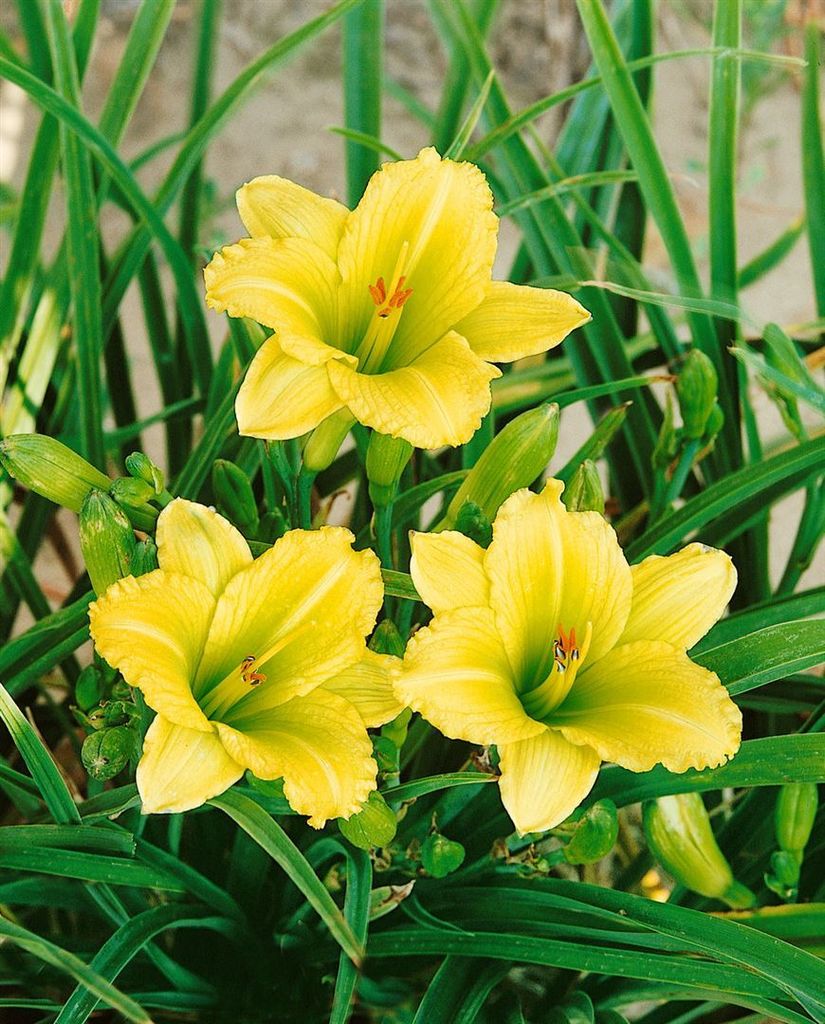 Hemerocallis x cult. 'Green Flutter', Taglilie, gelbgrün, ca. 11x11 cm Topf