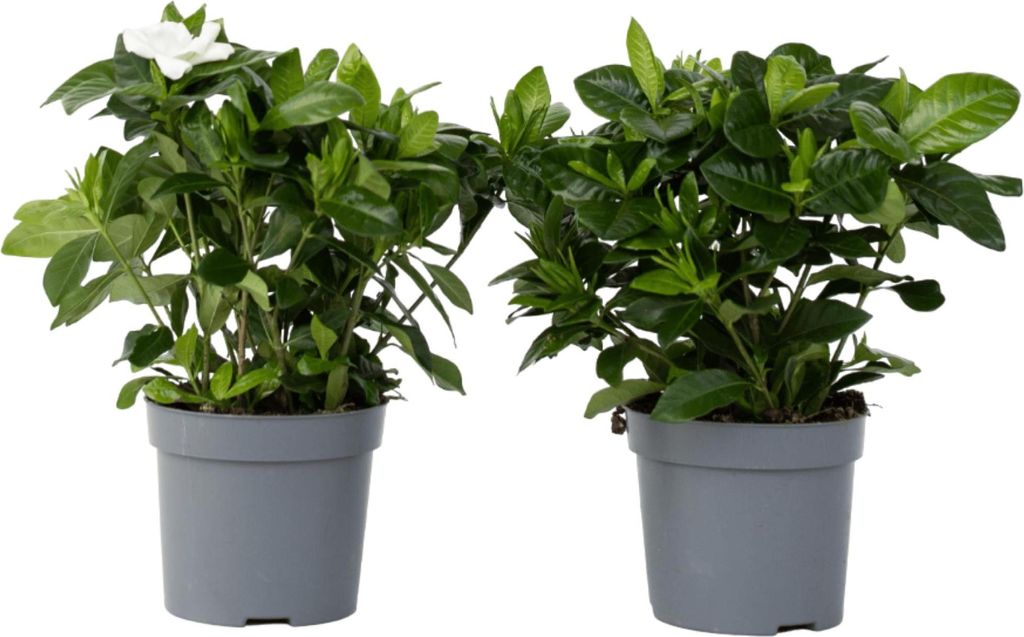 Jasmin du Cap - Set de 2 - Gardenia jasminoides - Hauteur Image du produit 