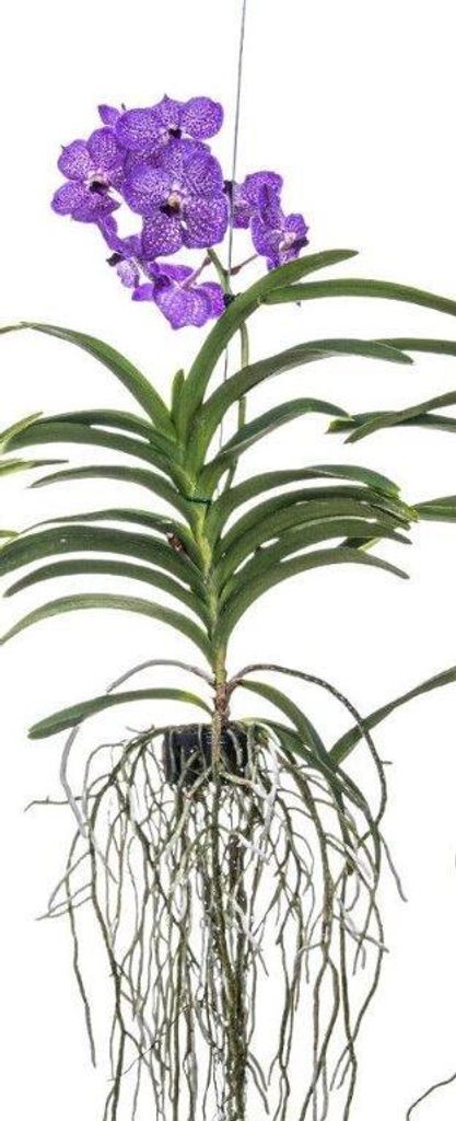 Nádherná kvetoucí orchidej Vanda, velikost XXL, fialová Obrázek produktu 