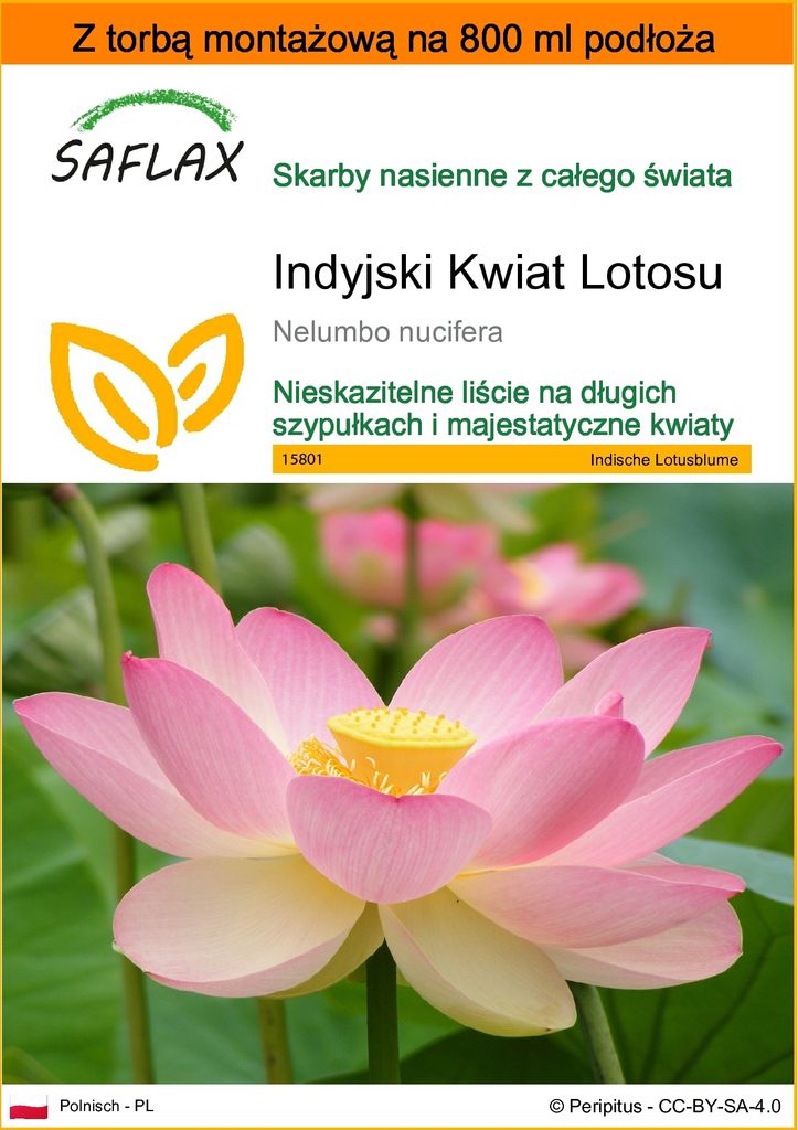 SAFLAX - Garden in the bag - Indyjski Kwiat Lotosu - 8 Zdjęcie produktu 