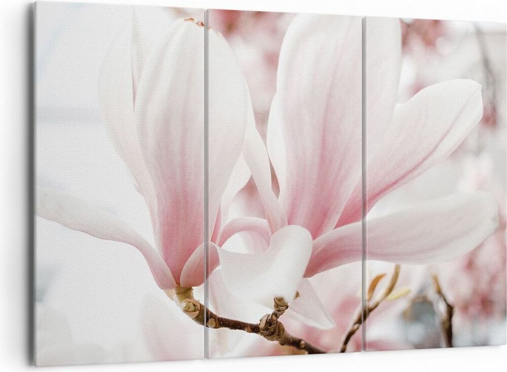 Bild auf Leinwand - Leinwandbild - 3 Teile - Zweig Magnolie Produktbild 
