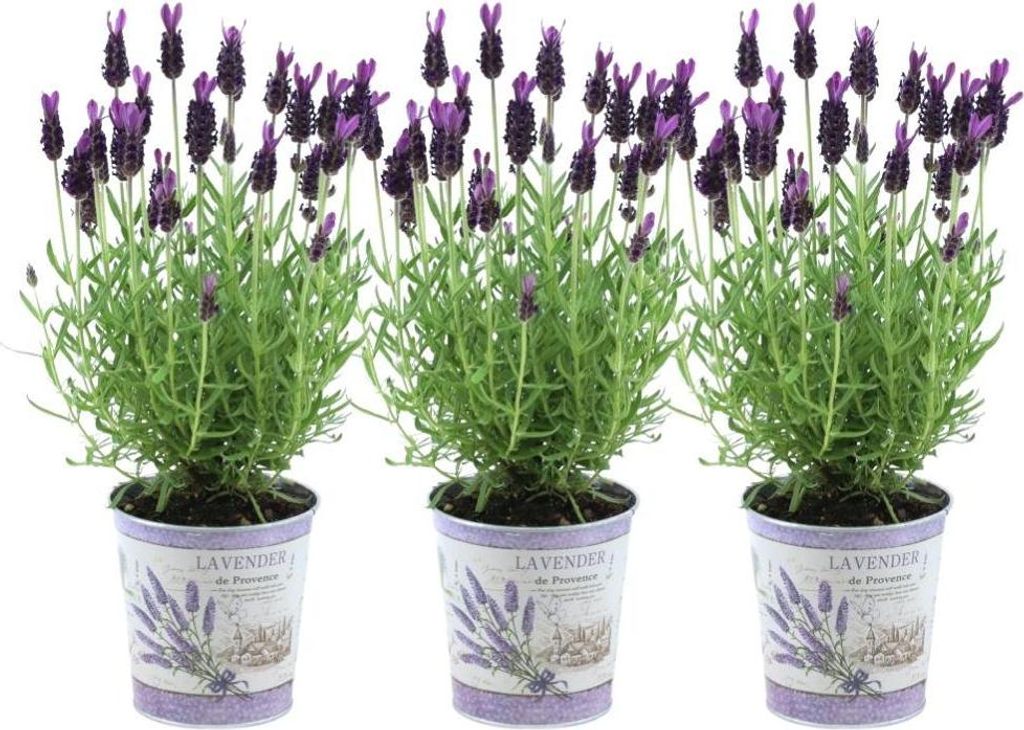 Echter Lavendel Lavandula stoechas Anouk – 3 Pflanzen – Duftender Schopflavendel im Dekotopf Lavenderprint – Ø13 cm – Winterhart – Für ...