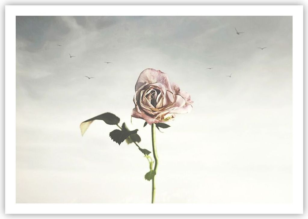 Poster - Poster ohne Rahmen - Rose Vögel Himmel - 100x70 cm Produktbild 