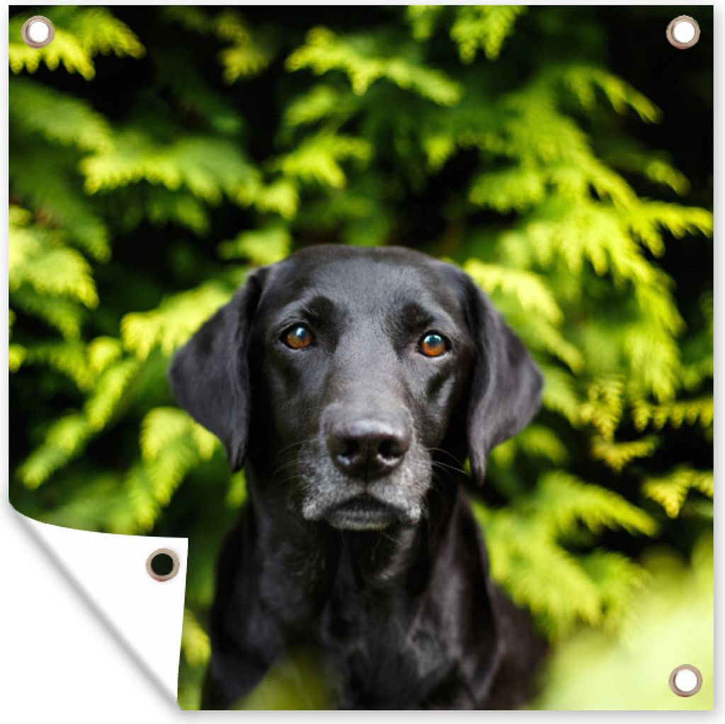 MuchoWow 50x50 cm Outdoor-Poster Gartendeko Sichtschutz Garten Poster für den Garten Ein schwarzer Labrador Retriever inmitten der grünen Blä...