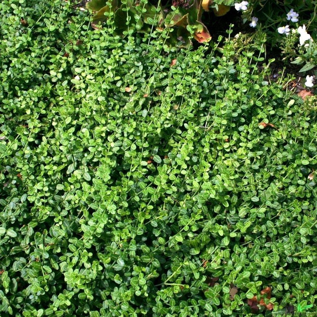 Euonymus Minimus Spindelstrauch Teppichspindel Kriechspindel Bodendecker , Anzahl:10 Stück