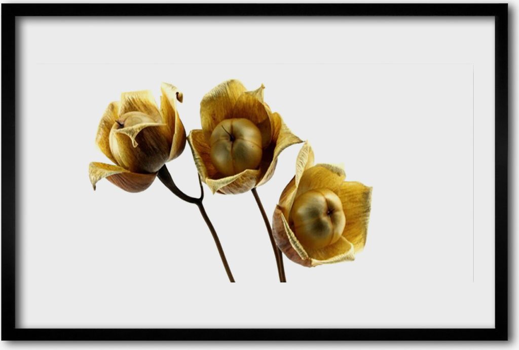 Bild 60x40 MDF-Rahmen Wandkunst Blumen Pflanzen