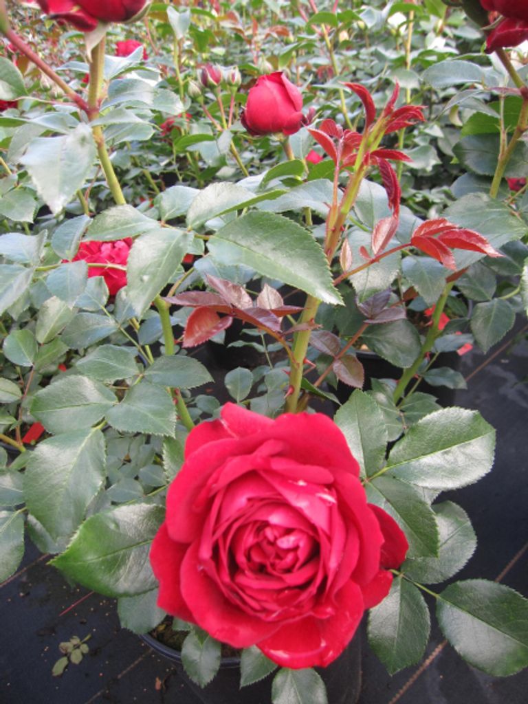 Märchenrose Till Eulenspiegel - Beetrose - Rosa Till Eulenspiegel - Kordes Rose