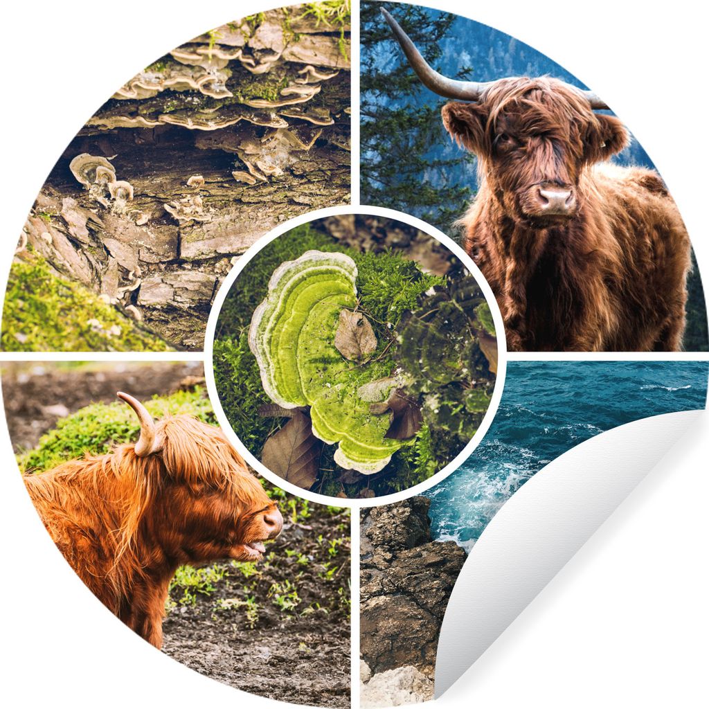 MuchoWow Runde Wandtattoo - Wandsticker Tapete Aufkleber Schottische Highlander - Tiere - Natur Ø 80 cm Selbstklebend und Repositionierbar - Wan...