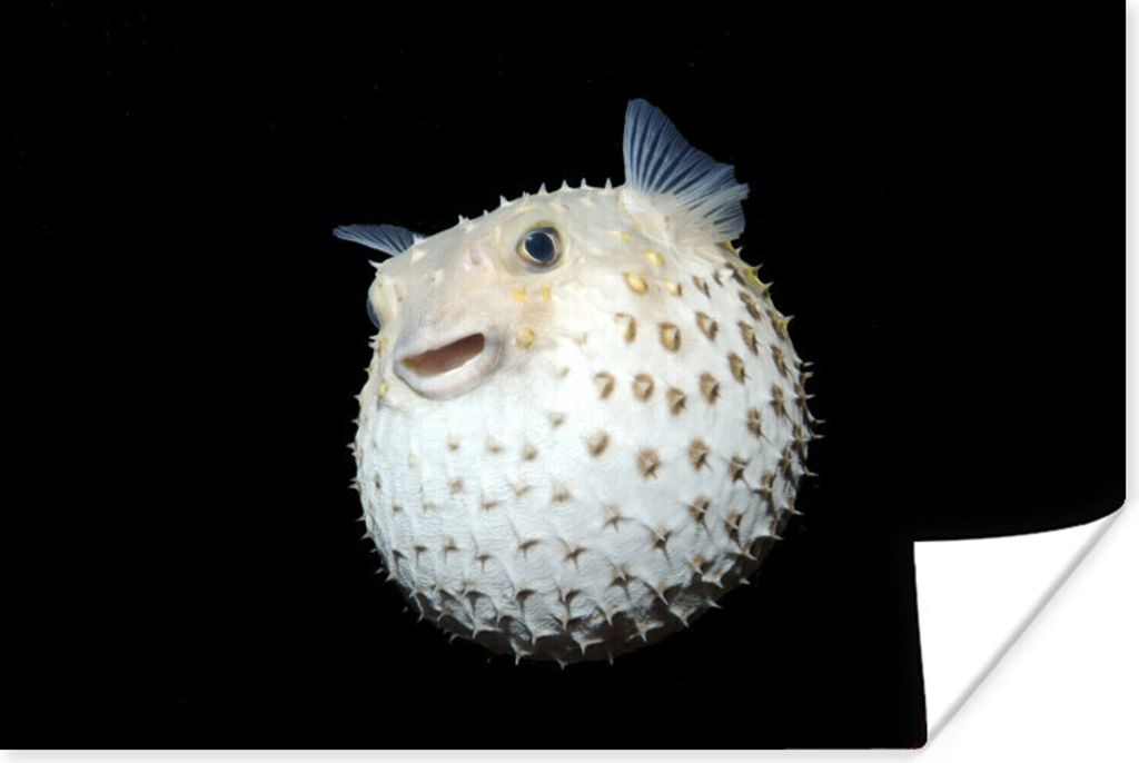 MuchoWow Poster Fische - Meerestiere - Porträt 30x20 cm - Plakate - Print