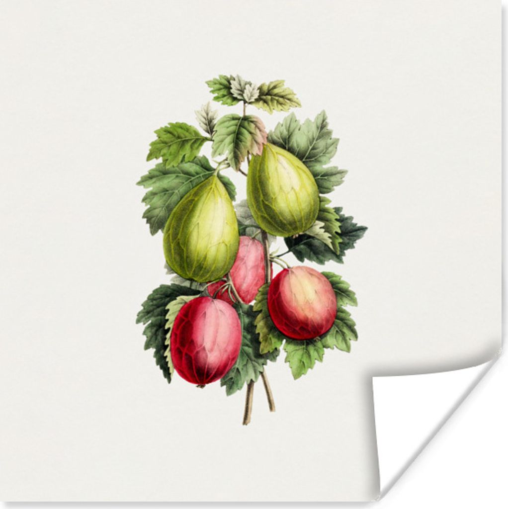 MuchoWow Poster Obst - Jahrgang - Feigen 75x75 cm - Wand Dekoration