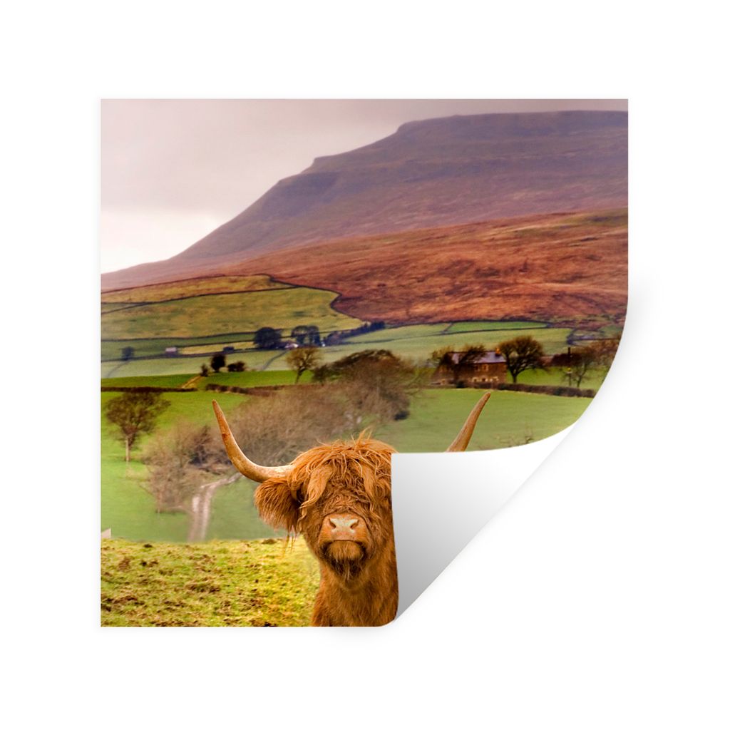 MuchoWow Wandtattoo Wandsticker Wandaufkleber Schottischer Highlander - Berg - Herbst 50x50 cm Selbstklebend und Repositionierbar - Selbstklebend...