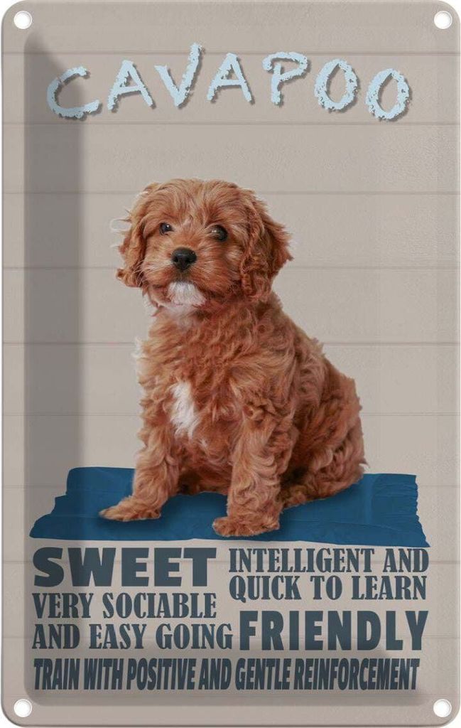 vianmo Blechschild 18x12 cm Cavapoo Hund sweet friendly Tier Haustier
