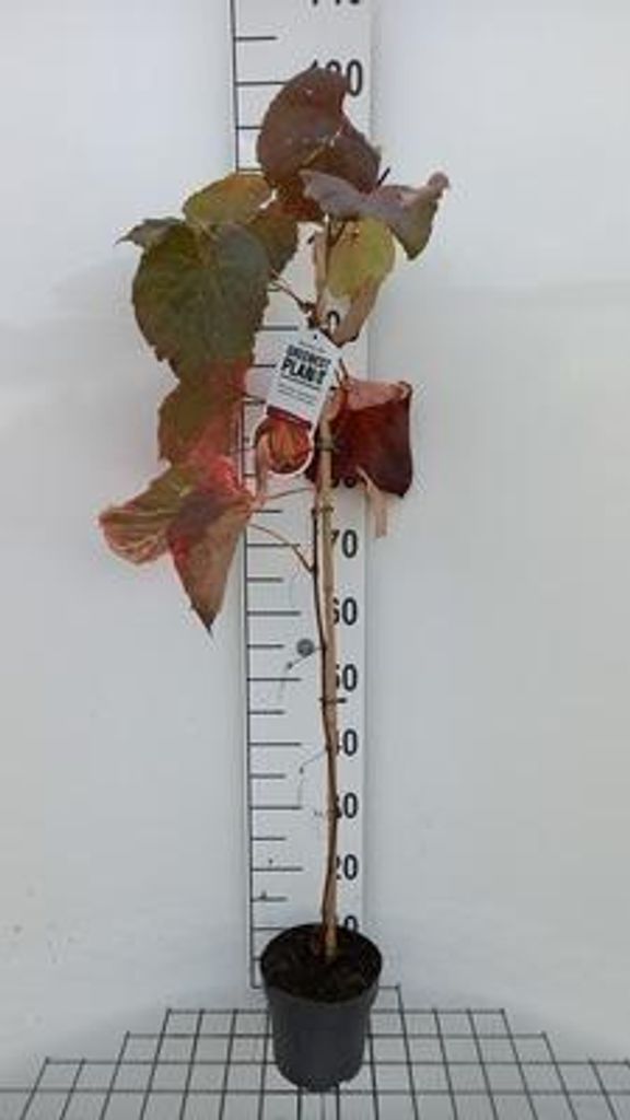 Vitis coignetiae - Rostrote Weinrebe 80-100 cm | Topf