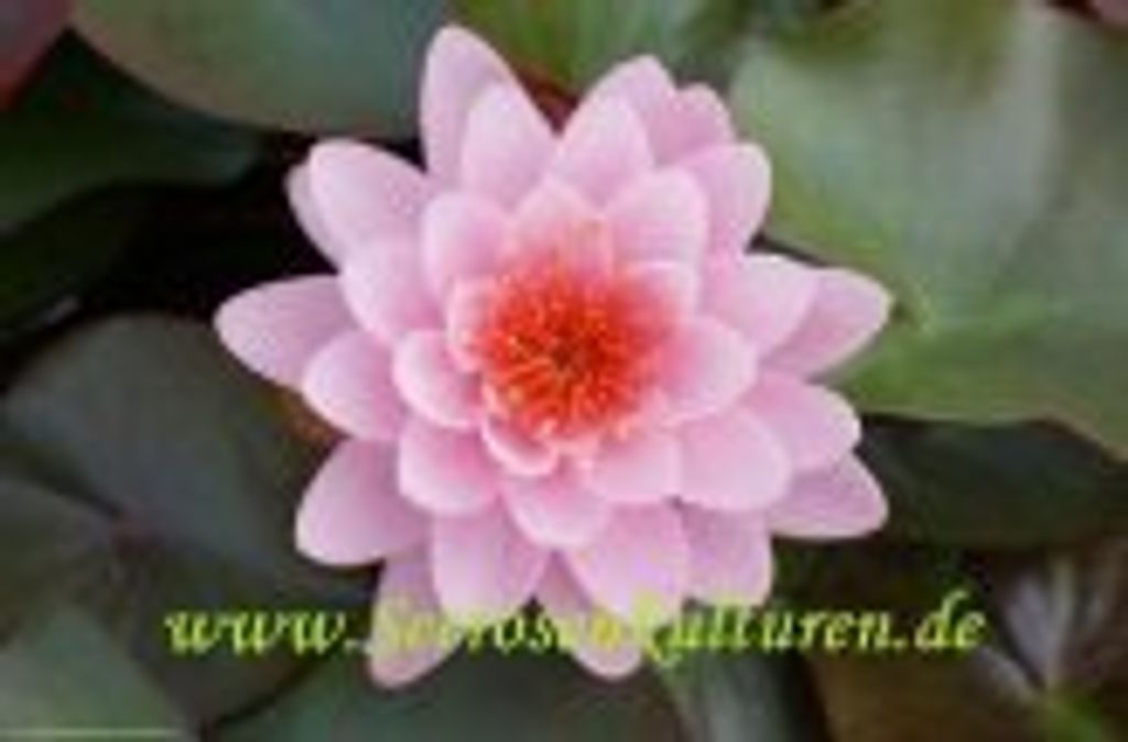 2 SEEROSE Nder Sorte Fire Crest, lachsrosa Blüten