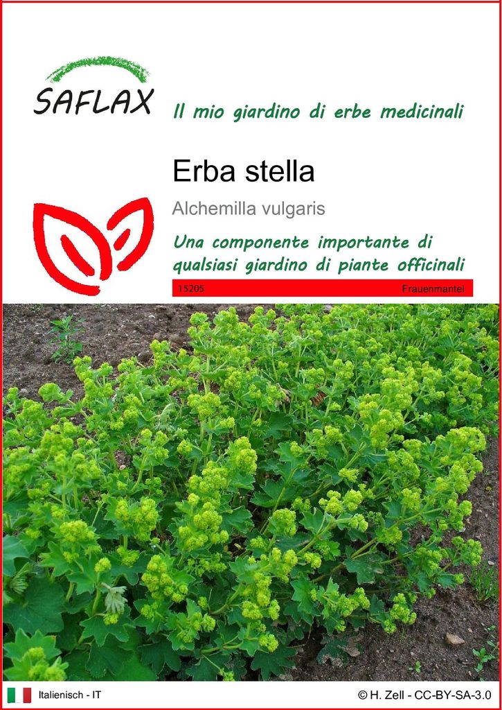 SAFLAX  - Erba stella - 100 semi - Alchemilla Immagine del prodotto 