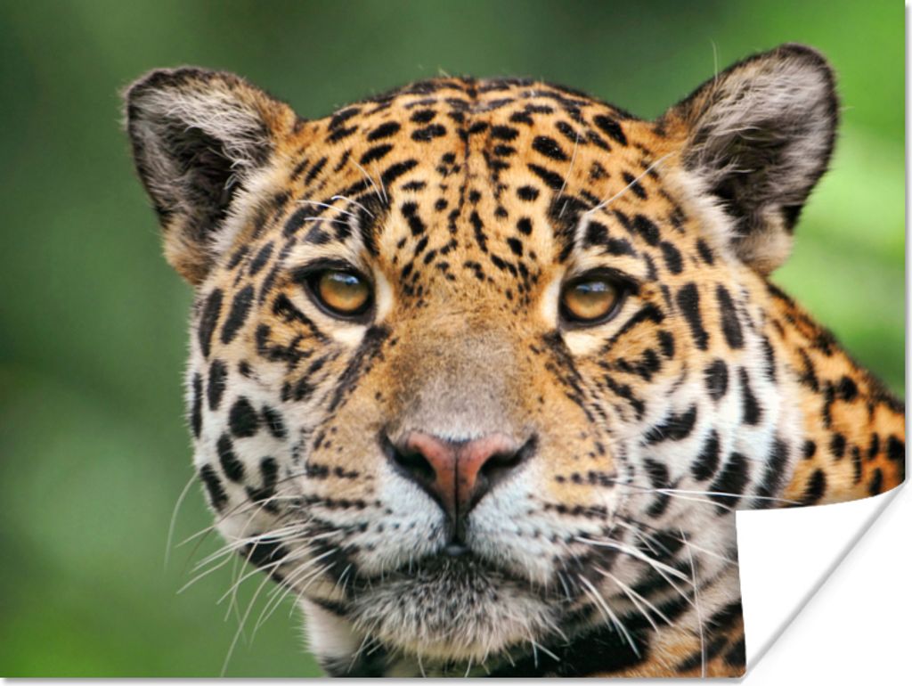 MuchoWow Poster Leopard - Natur - Gefleckt 120x90 cm - Wandbild