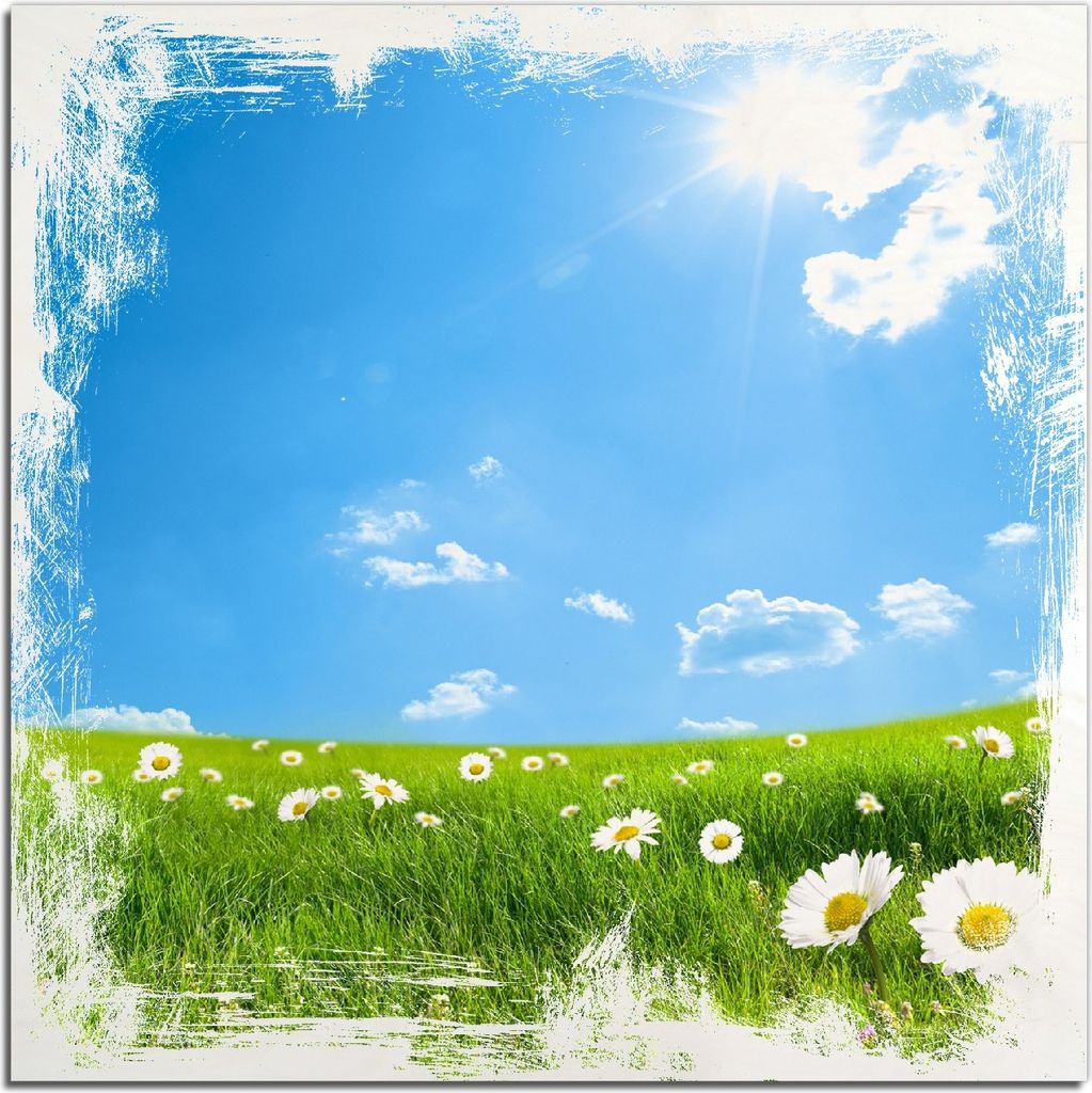 Kunstdrucke Wandbilder Holz in : Brillante Farben, Größe 50 x 50 cm Motiv Sommerwiese - Weiße Gänseblümchen vor blauem Himmel
